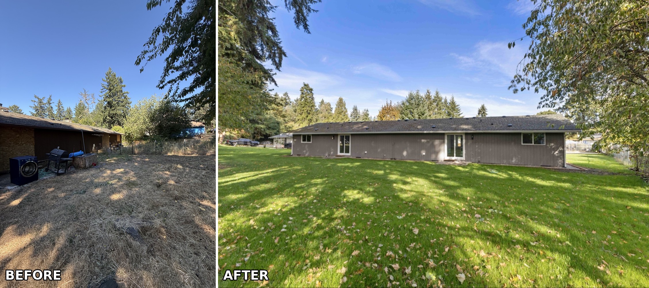 Backyard restoration in Spanaway, WA — dry, overgrown lot to a big green yard.